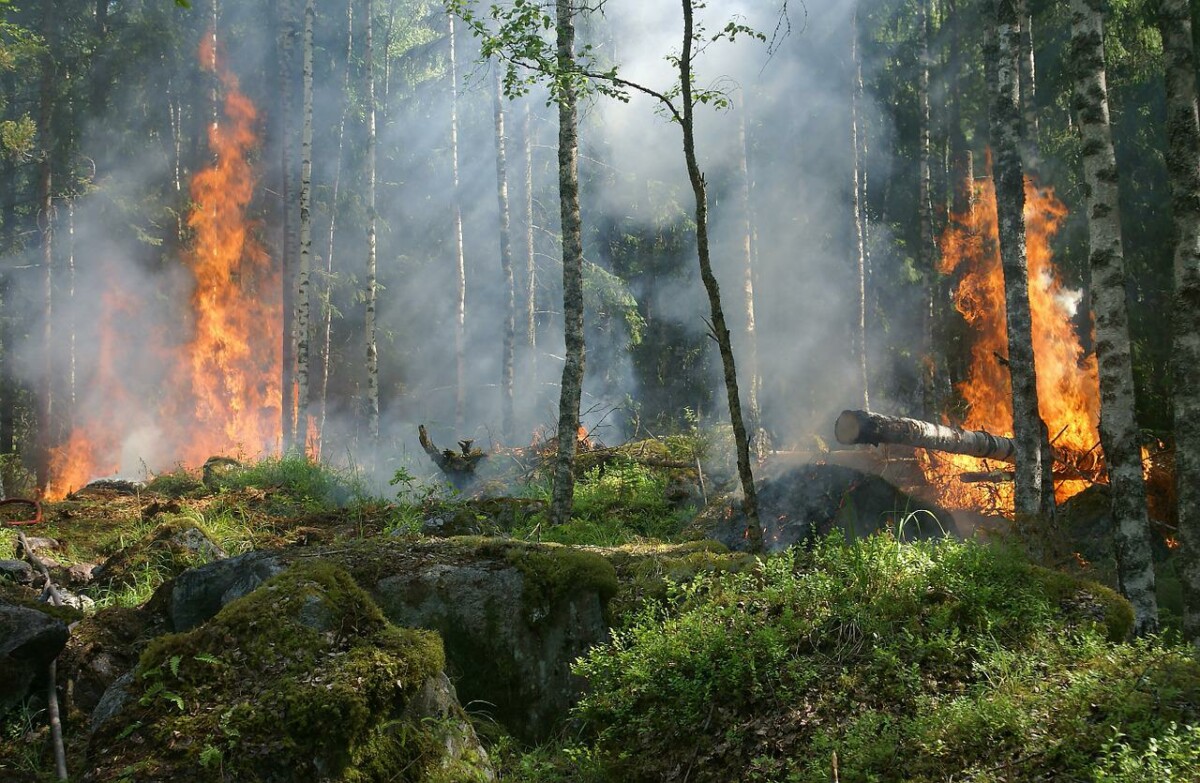 Irakische Shisha-Raucher lösen Waldbrand aus