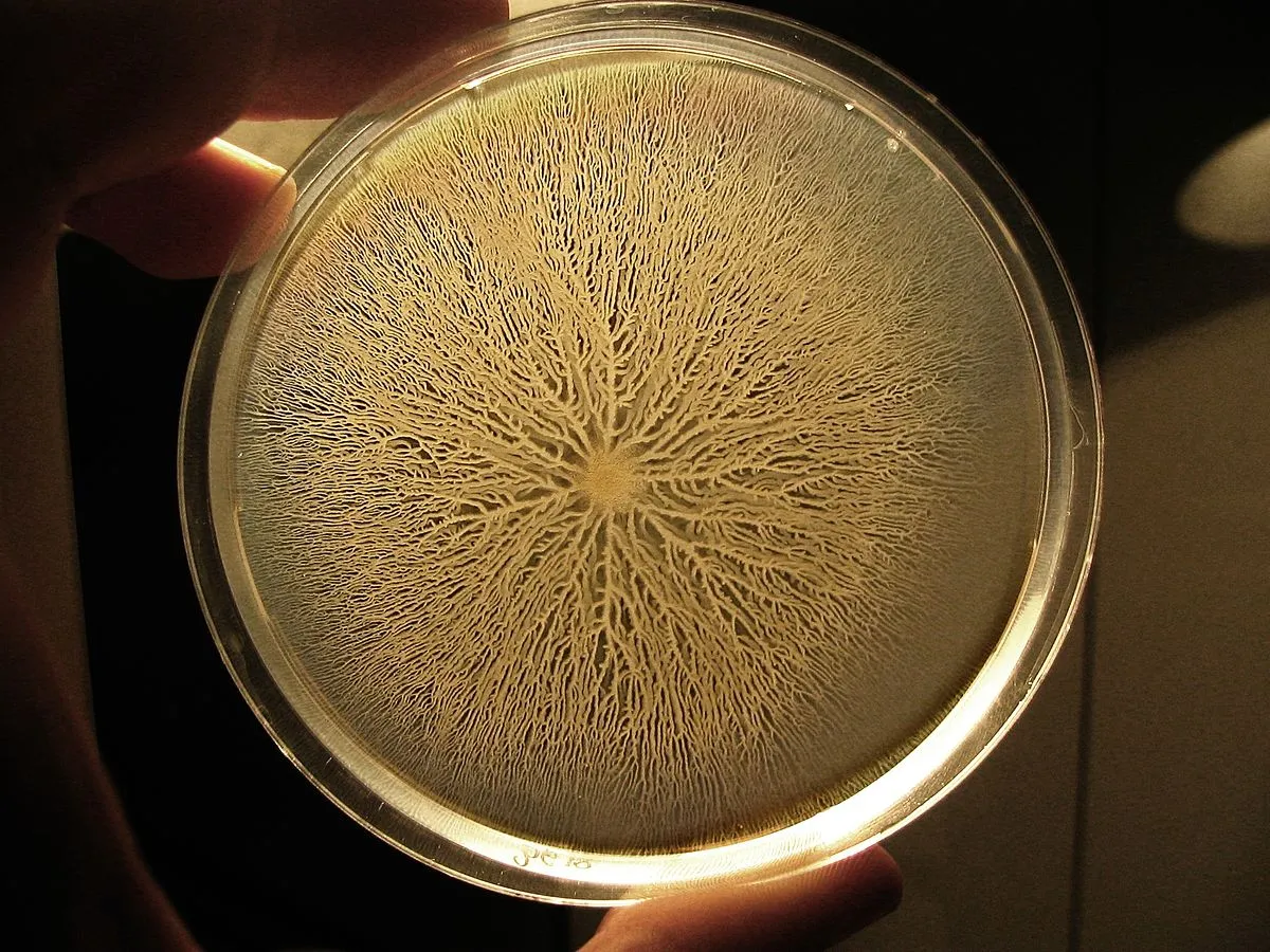 Bacillus Subtilis – nicht nur Bacillus des Jahres, sondern ein Freund für’s Leben!